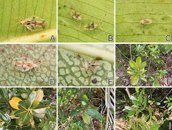 Nueve paneles de la A a la I con acercamientos de insectos sobre hojas y ramas de arbustos con follaje verde y amarillento