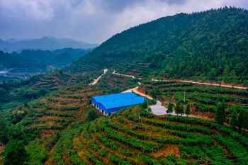 Las nuevas tecnologías como la Inteligencia Artificial (IA), los 'big data' o las redes 5G están transformando la agricultura china y ayudando a mitigar la ingente emigración hacia las ciudades de las últimas décadas, que ha mermado los brazos disponibles en el campo.
EFE/EPA/ALEX PLAVEVSKI