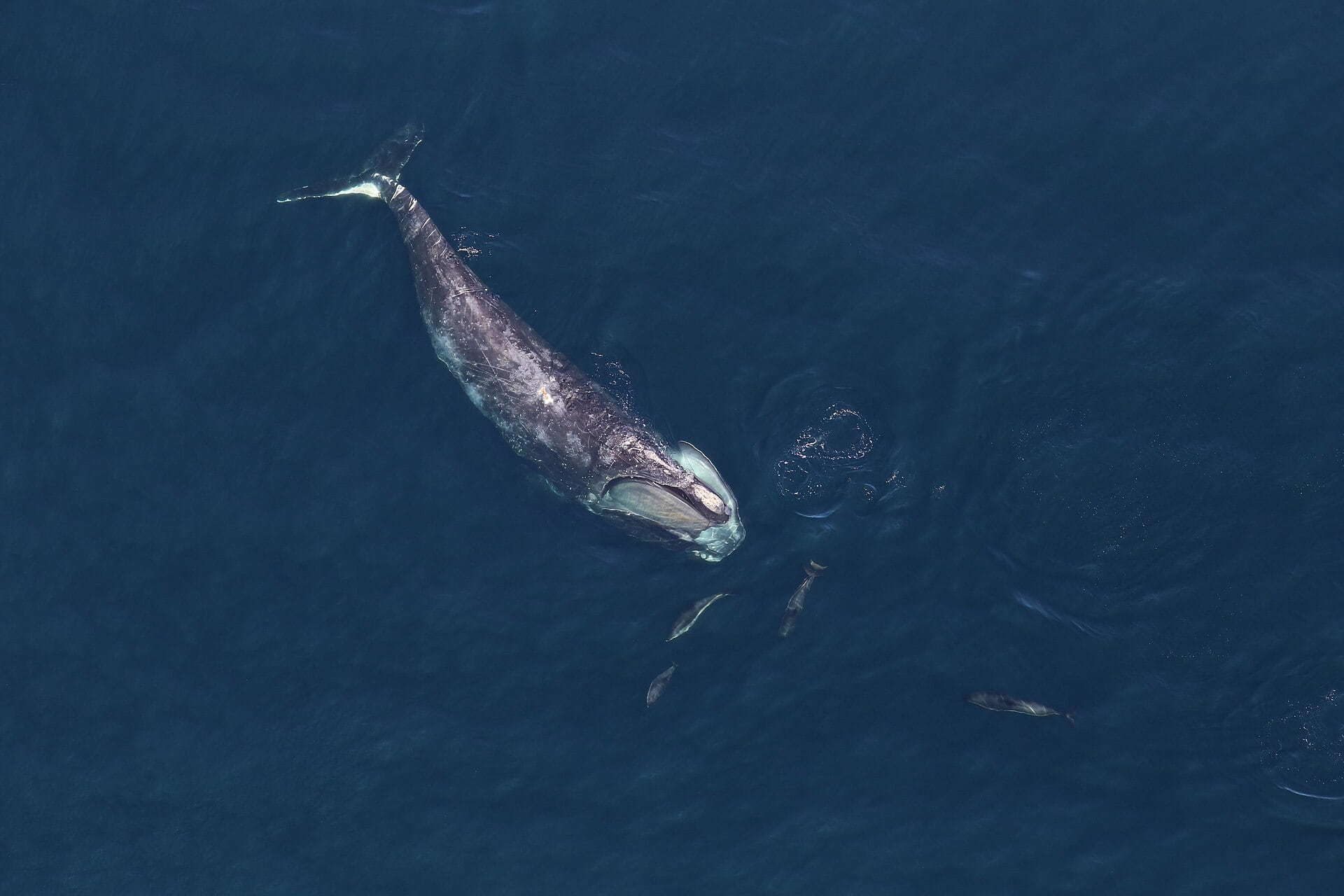 Ejemplar de ballena franca glacial. (Allison Henry/NOAA/Wikimedia Commons)