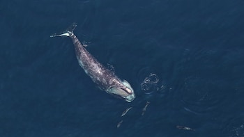 La ballena que podía verse frente a la costa de España y que se extinguió en nuestro país por culpa de la caza: quedan menos de 400 ejemplares en el mundo
