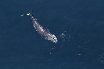 Ejemplar de ballena franca glacial. (Allison Henry/NOAA/Wikimedia Commons)