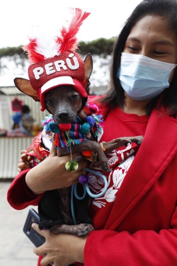 Perro peruano también vive la