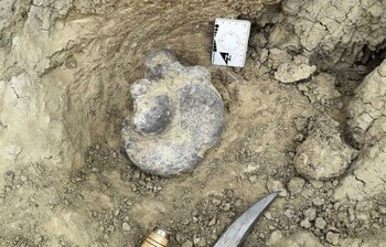 Un grupo de especialistas halló