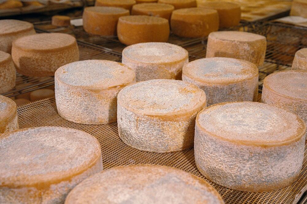 Algunos de los quesos elaborados por Formatges Camps (Formatges Camps)