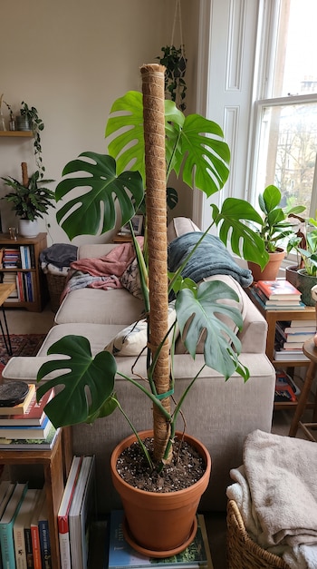Planta monstera verde con hojas grandes y partidas en maceta de terracota sobre un poste guía vertical, ubicada en una sala con sofá, estanterías y ventana.