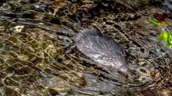 Desmán ibérico. (Joxerra Aihartza/PLoS ONE)