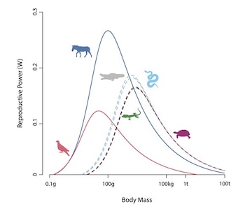 Gráfico con curvas de colores que relacionan la masa corporal y la potencia reproductiva junto a varias siluetas de animales