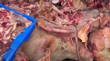 Los equipos de la Policía Nacional y de tres ministerios hallaron en una propiedad de Río San Juan un centro de sacrificio sin permisos, con utensilios de faena y productos almacenados sin condiciones sanitarias (Imagen cortesía Dirección Regional de la Policía Nacional en María Trinidad Sánchez)