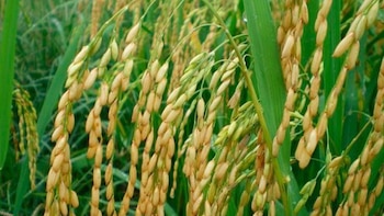 Producción de arroz bajo la lupa en Panamá por aproximación del fenómeno atmosférico de El Niño