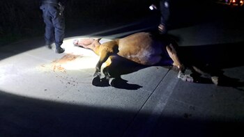 El caballo que se cruzó