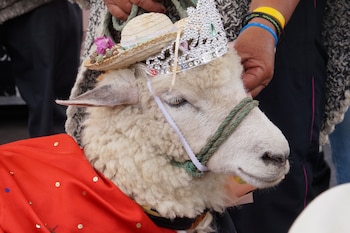 El 12 de julio el Festival de la Ruana destacará el Concurso de Esquiladores, el Festival de Hilanderas y el Reinado de la Oveja como homenaje a los oficios y la economía ovina - crétito Alcaldía Municipal de Nobsa