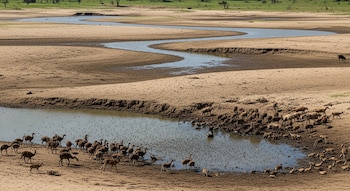 Lecho de río seco y arenoso con caudal reducido. Una manada de mamíferos y aves se reúne en un pozo de agua; muchos insectos vuelan sobre la superficie.