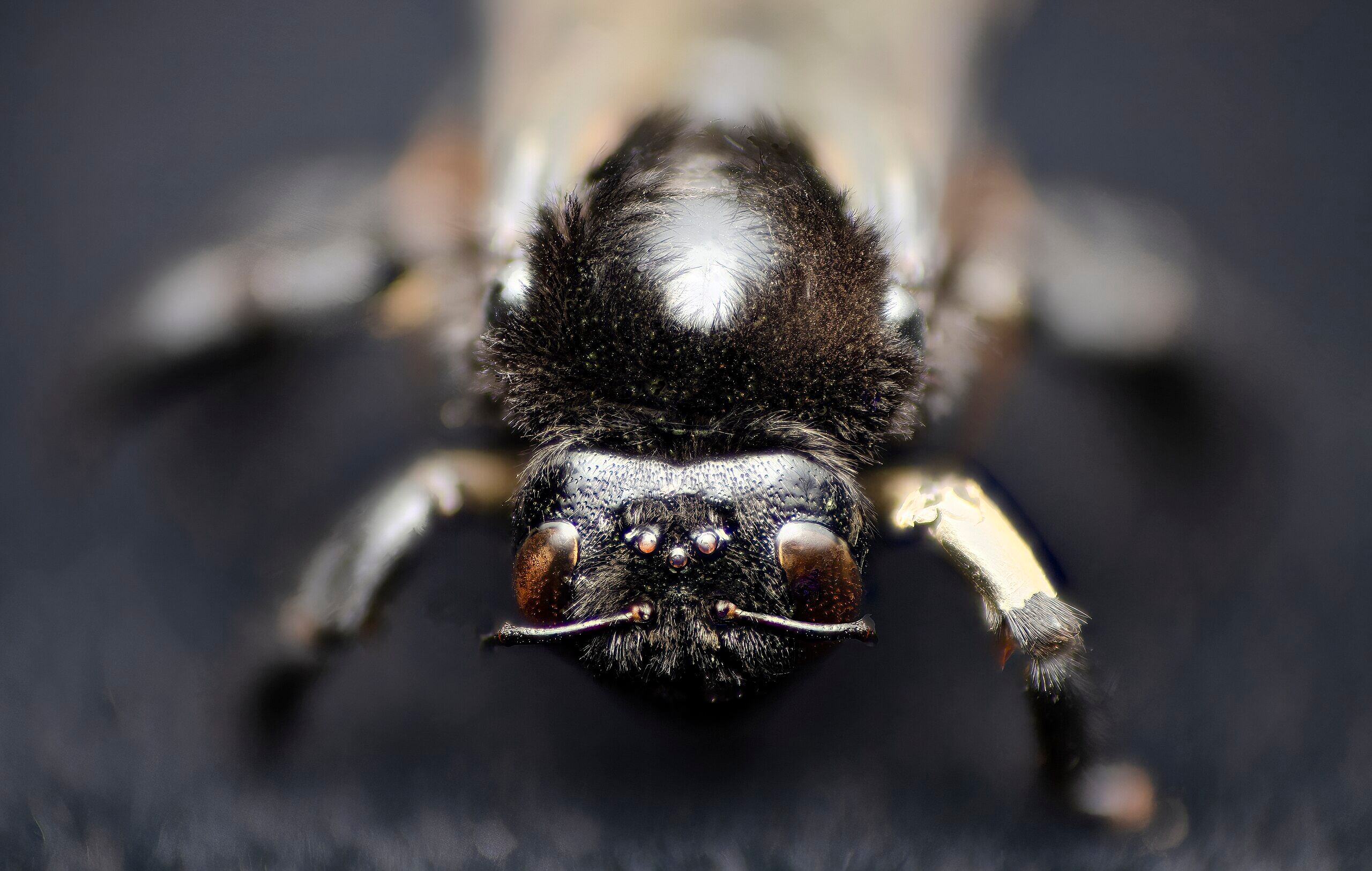 Los abejorros identifican y recuerdan secuencias de luz de distinta duración, incluso sin recibir recompensas alimenticias (Wikimedia)