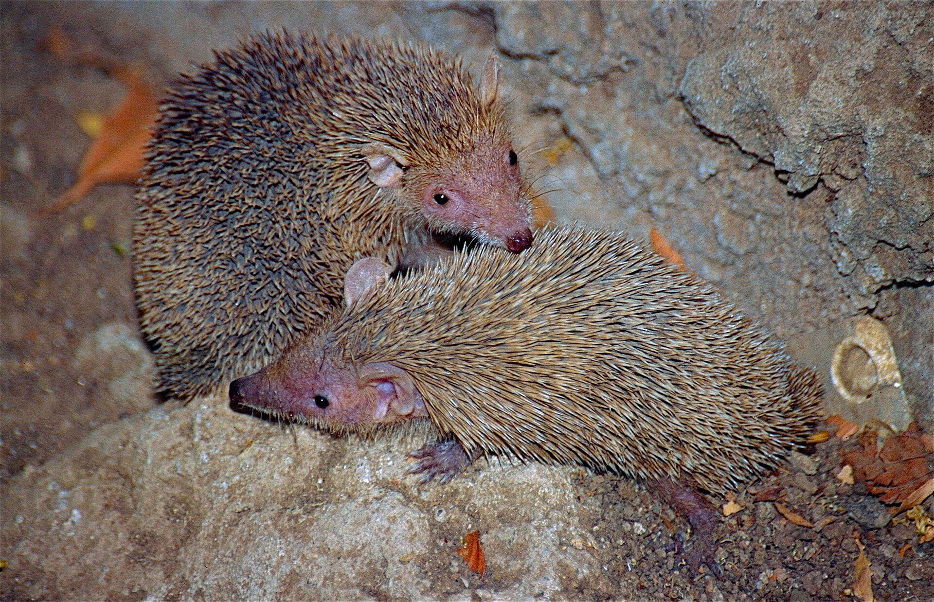 Debido a su aspecto parecido, los tenrecs se han convertido en los sustitutos de los erizos como mascota. (Bernard Dupont/Wikimedia Commons)