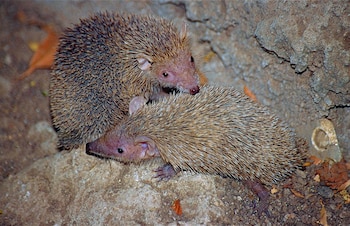 Debido a su aspecto parecido, los tenrecs se han convertido en los sustitutos de los erizos como mascota. (Bernard Dupont/Wikimedia Commons)