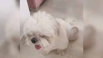 Las dos mascotas recibieron heridas