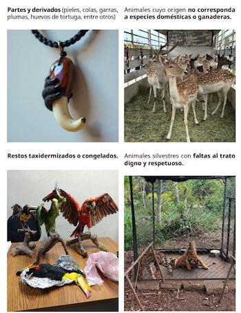 Guía para detectar y reportar la venta ilegal de vida silvestre en redes sociales y plataformas de comercio en línea de PROFEPA