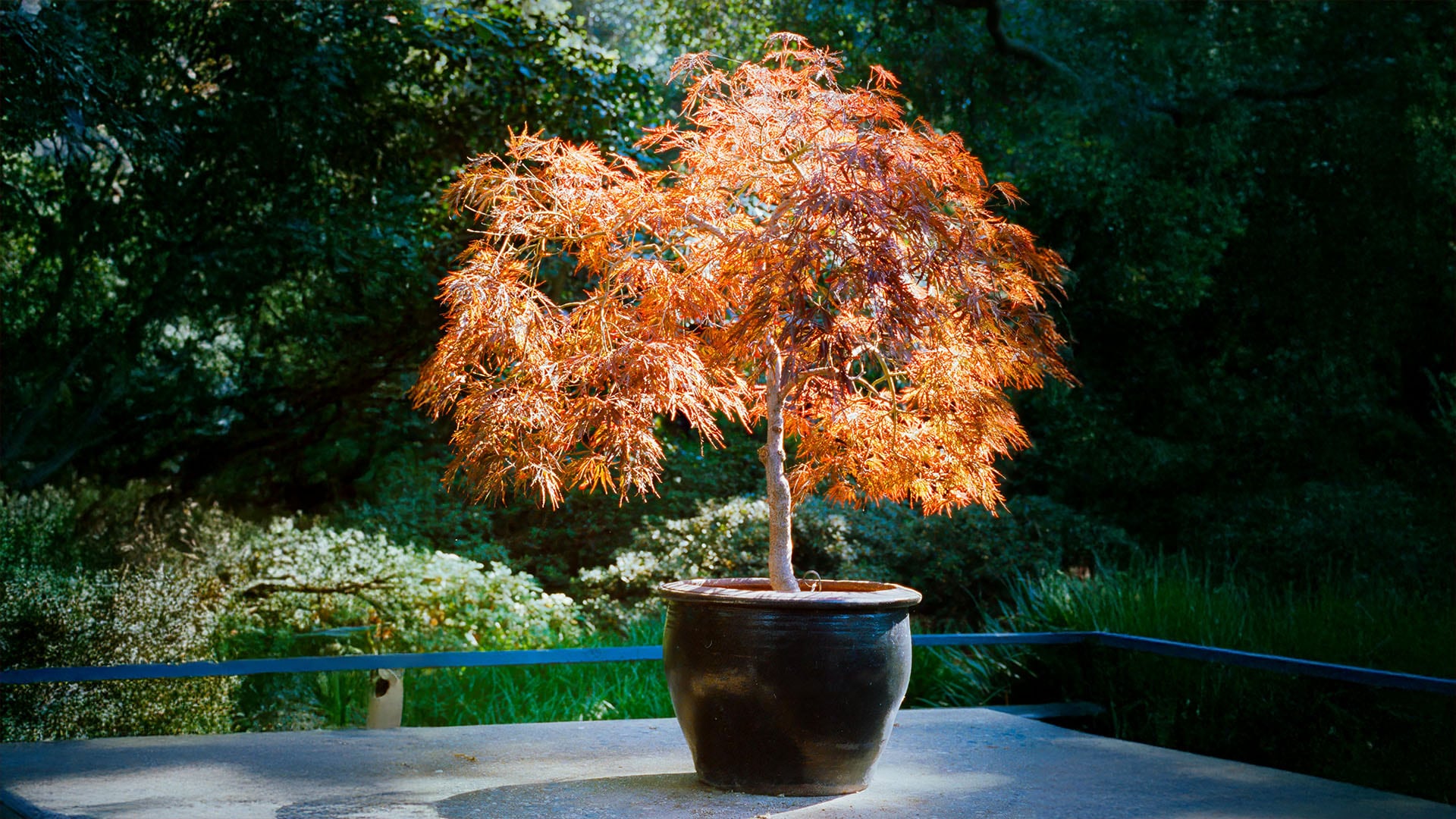 El arce japonés de hojas rojizas y anaranjadas se alza majestuoso en una maceta oscura, destacando su belleza natural en un jardín exuberante bajo el sol brillante.