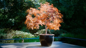 Un arce japonés con follaje naranja rojizo en una maceta oscura sobre una superficie de cemento, con un fondo de árboles y vegetación verde