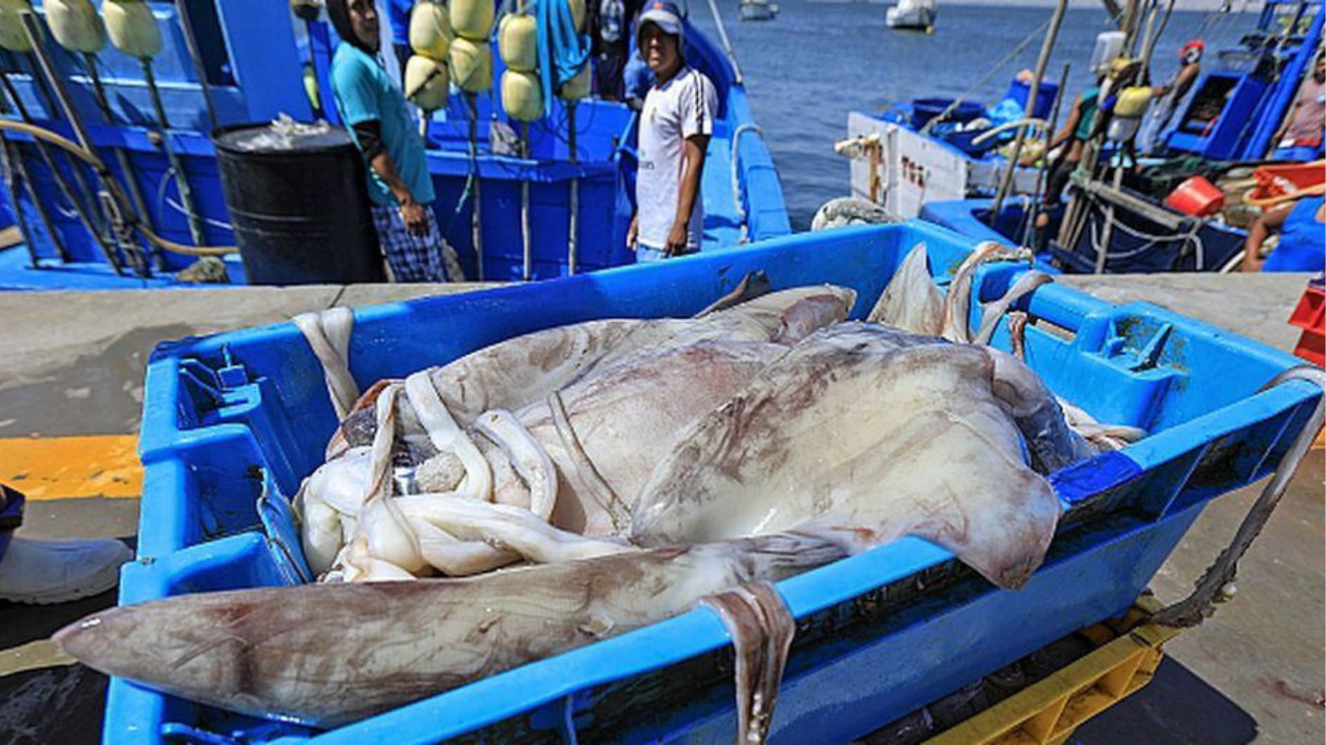 La pesca artesanal denunció que la caída del precio de la pota y el aumento de los costos de combustible vuelven insuficientes los ingresos para cubrir los viajes y la operación.