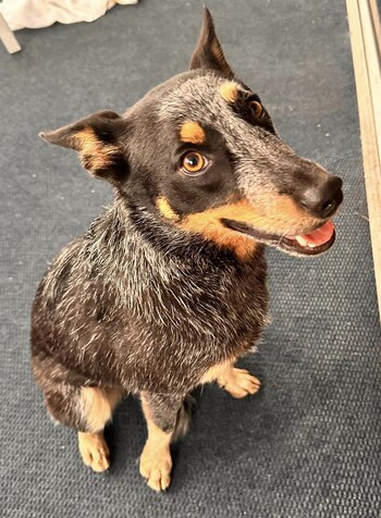 Ellie se reunió con sus dueños gracias a los reportes de una televisora local. (Facebook/Beth Foster Carrick)