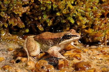 Ejemplar de rana pirenaica. (Leirebaroja/Wikimedia Commons)