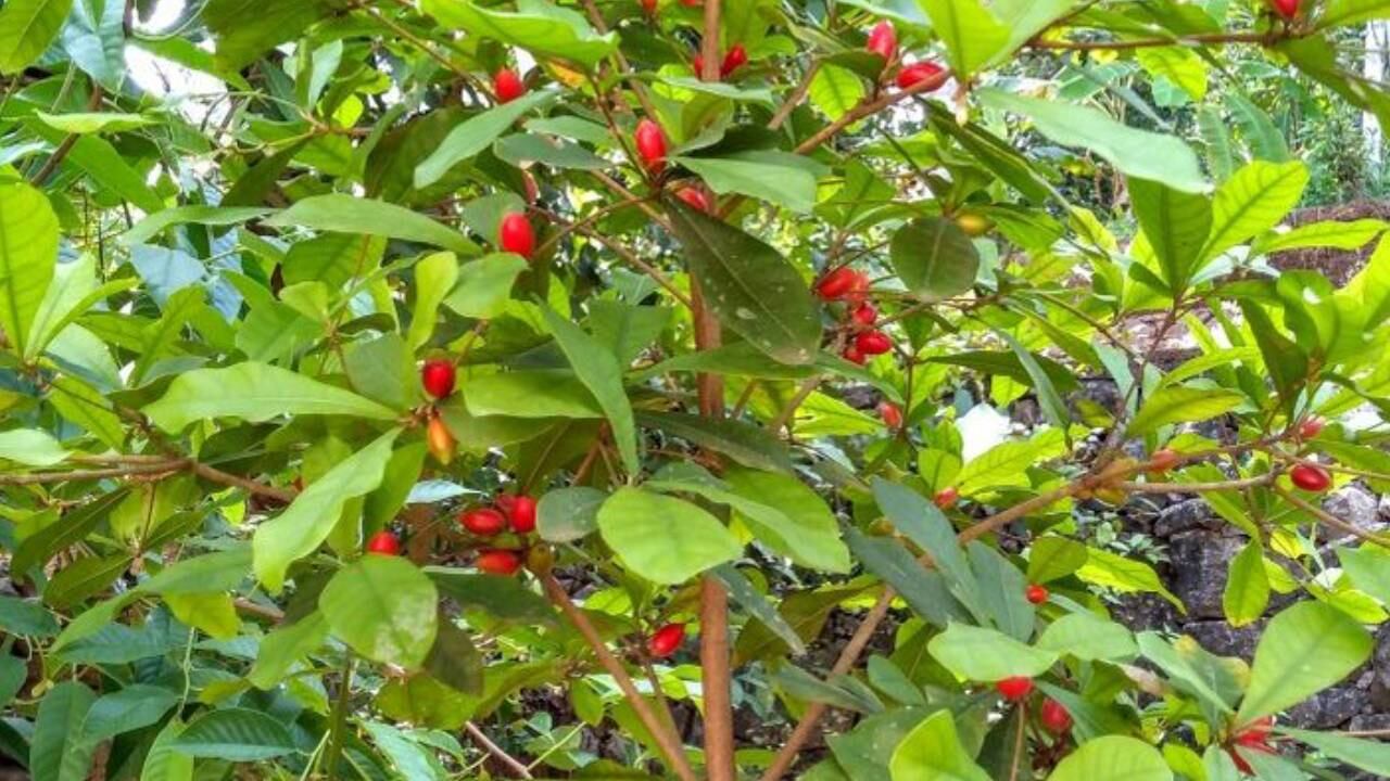 Un primer plano de un arbusto de baya del milagro, mostrando sus pequeñas bayas rojas maduras entre un denso follaje verde.