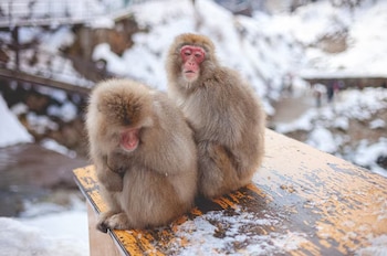 Las conclusiones del estudio ofrecen