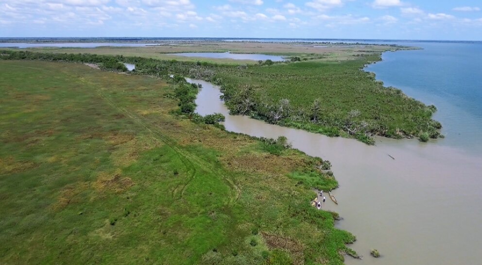 La grulla blanca consolida su regreso en Texas, pero la conservación enfrenta nuevos desafíos