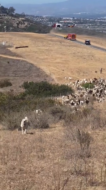 Perro pastor blanco caminando por colina árida. A lo lejos, un rebaño de cabras, un helicóptero, una ambulancia y un coche policial en una carretera