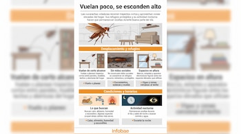 Infografía sobre cucarachas voladoras con ilustraciones de insectos, muebles, grietas y cajas de texto explicativas.