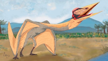 Ceoptera evansae, un nexo perdido