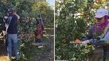 La comparación entre la lentitud