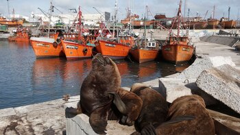 Un clásico: los lobos marinos