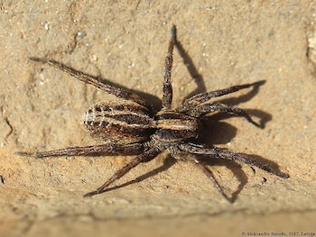 Los ivnestigadores ahonaron en su