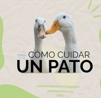 La popularidad del simpático animal ha provocado que miles de personas consideren tener uno en casa sin conocer los cuidados que requiere.