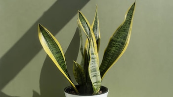 Esta planta es una de