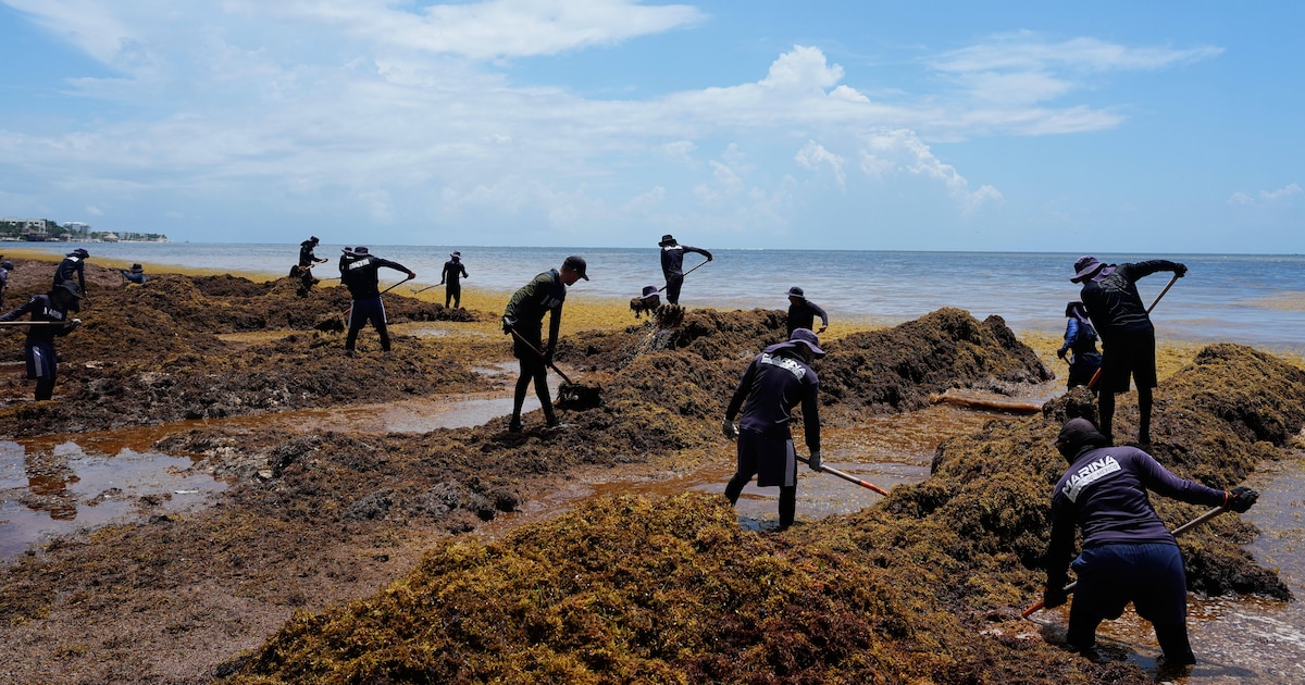 El Caribe mexicano recibe cuatro veces más sargazo y la playa ya no puede ocultarlo