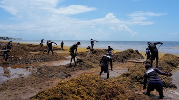 Sargazo alcanza niveles récord en 2026 y desata crisis ambiental