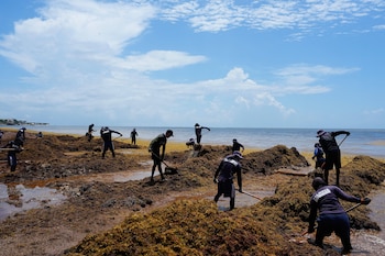 Miembros de la Armada mexicana retiran sargazo de la costa de Puerto Morelos, México, el jueves 30 de julio de 2026. (AP Foto/Fernando Llano)