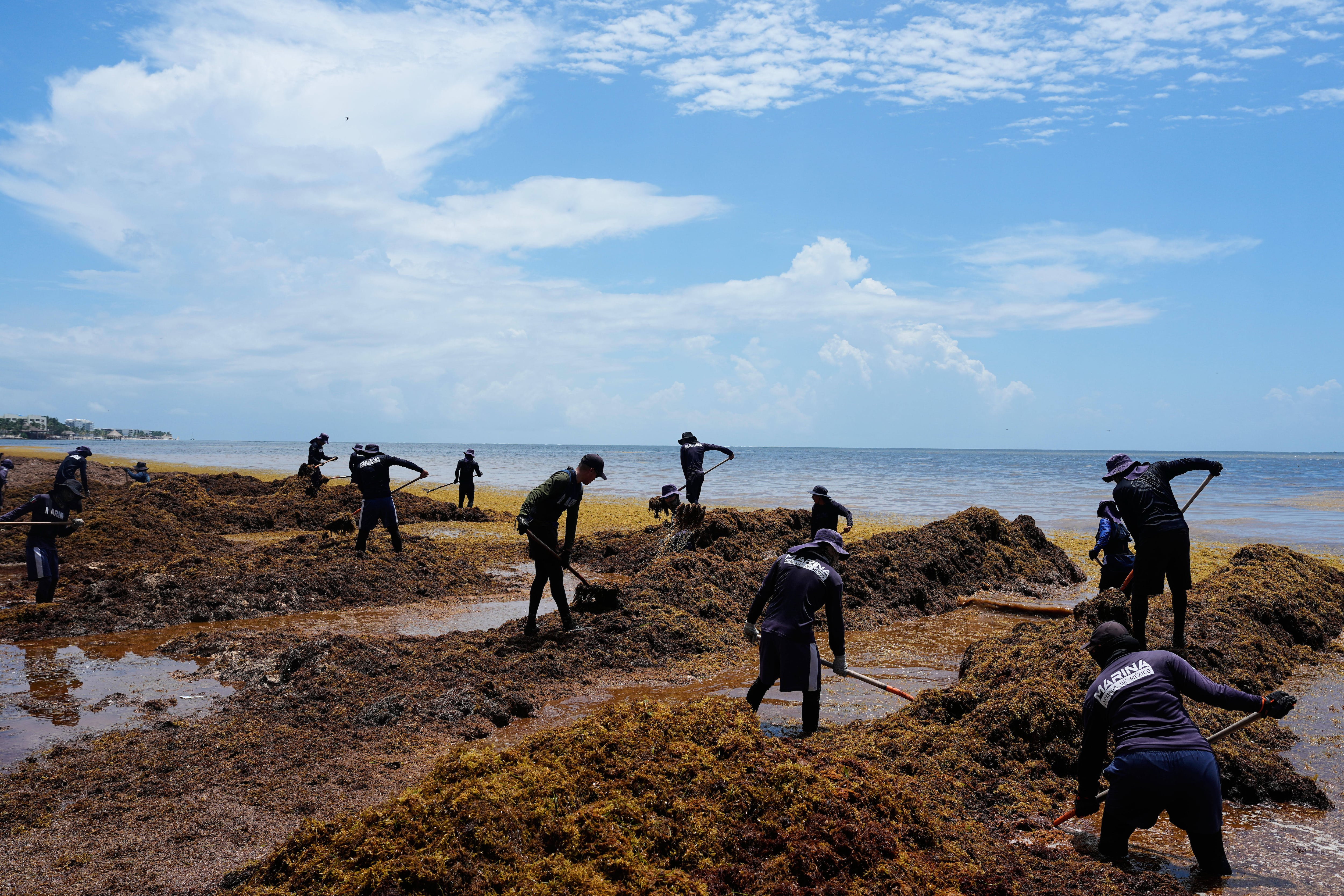Miembros de la Armada mexicana retiran sargazo de la costa de Puerto Morelos, México, el jueves 30 de julio de 2026. (AP Foto/Fernando Llano)