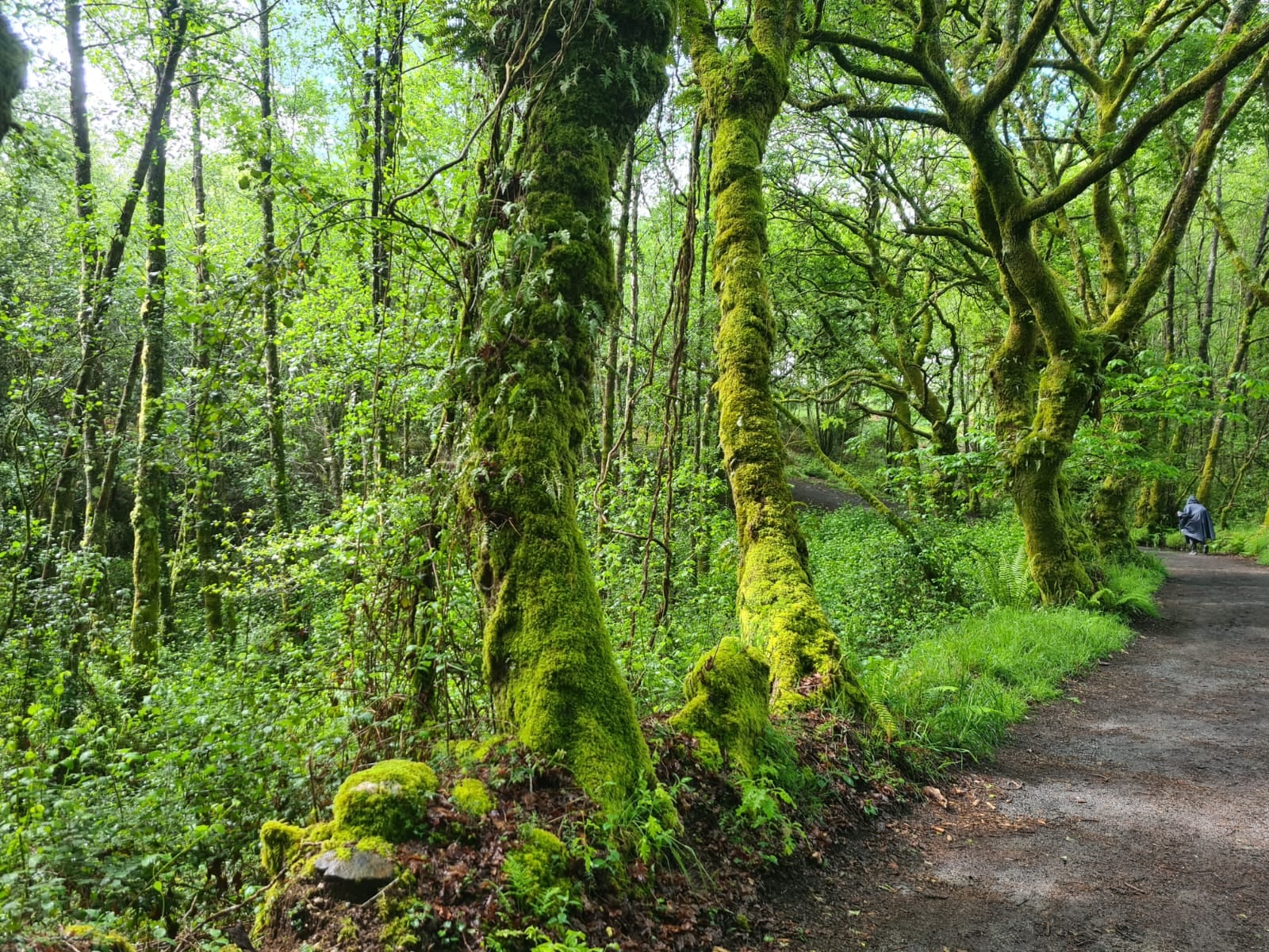 La lluvia hace estallar el verde en los bosques y campos