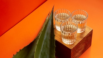 El agave, la ‘planta de las maravillas’ de la que nacen los destilados mexicanos: “Todavía cuesta mucho convencer de que el tequila no es un chupito”