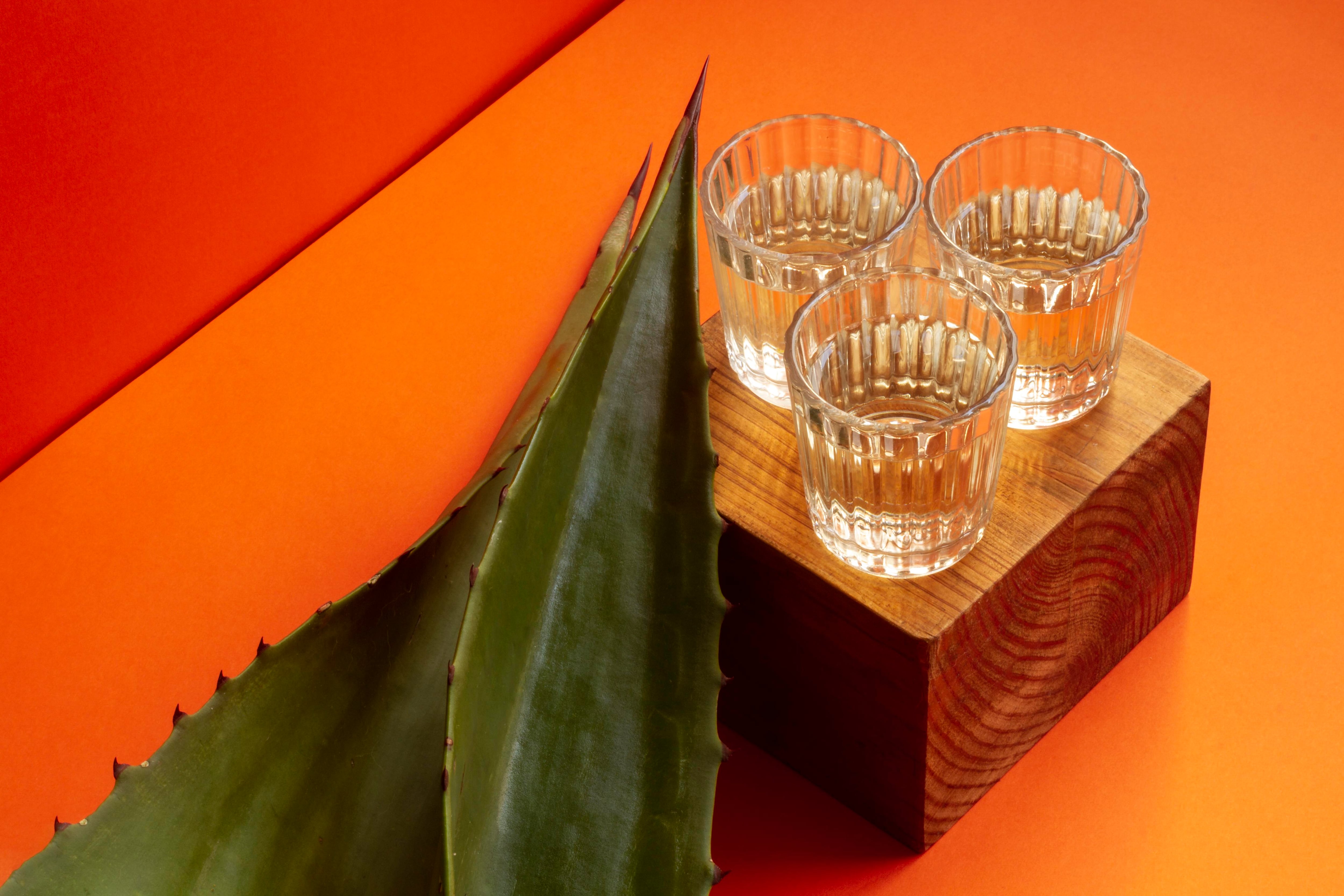El tequila y el mezcal son dos de las bebidas que se extraen de la planta del agave (Magnific)