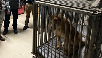 El león fue llevado a