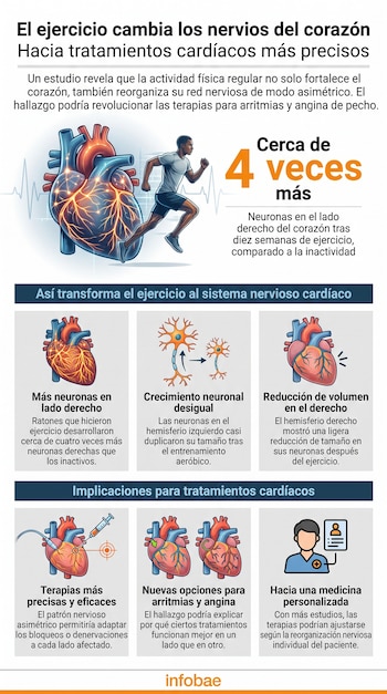Infografía sobre los efectos del ejercicio en el sistema nervioso cardíaco, que incluye un corazón con nervios, un hombre corriendo, neuronas y gráficos de tratamientos. Logotipo Infobae.