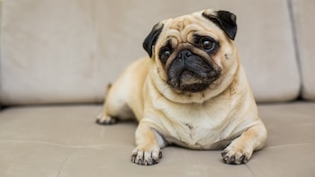 Alfredo Molina, veterinario: “Hay razas