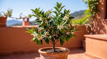 Un pequeño árbol en maceta de terracota con hojas verdes, flores blancas y limas verdes en una terraza.