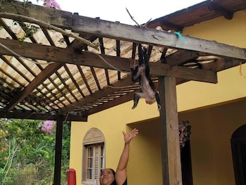 Las especies silvestres permanecían en cautiverio dentro de una propiedad privada. (FOTO: La Prensa)