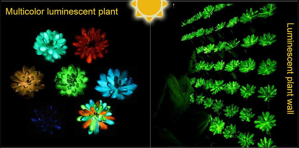 Cómo son las plantas suculentas luminosas que brillan en la oscuridad -  Infobae